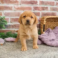 AKC Maxine, a female Labrador Retriever for sale in Syracuse, IN – Photo 8 of 10
