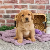 AKC Maxine, a female Labrador Retriever for sale in Syracuse, IN – Photo 6 of 10