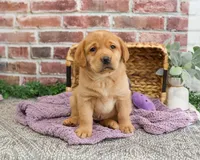 AKC Maxine, a female Labrador Retriever for sale in Syracuse, IN – Photo 3 of 8