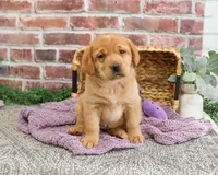 AKC Maxine, a female Labrador Retriever for sale in Syracuse, IN – Photo 6 of 8