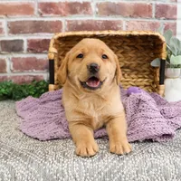 AKC Maxine, a female Labrador Retriever for sale in Syracuse, IN – Photo 7 of 10