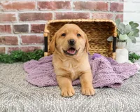 AKC Maxine, a female Labrador Retriever for sale in Syracuse, IN – Photo 4 of 8