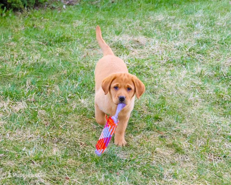 AKC Maxine – Labrador Retriever puppy for sale in Syracuse, IN