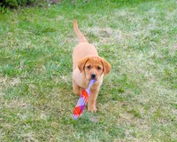 AKC Maxine, a female Labrador Retriever for sale in Syracuse, IN – Photo 1 of 10