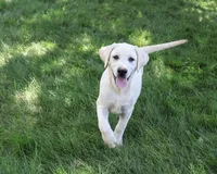 AKC Percival , a male Labrador Retriever for sale in Syracuse, IN – 2 of 10