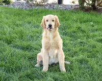 AKC Georgie , a male Golden Retriever for sale in Syracuse, IN – 4 of 10