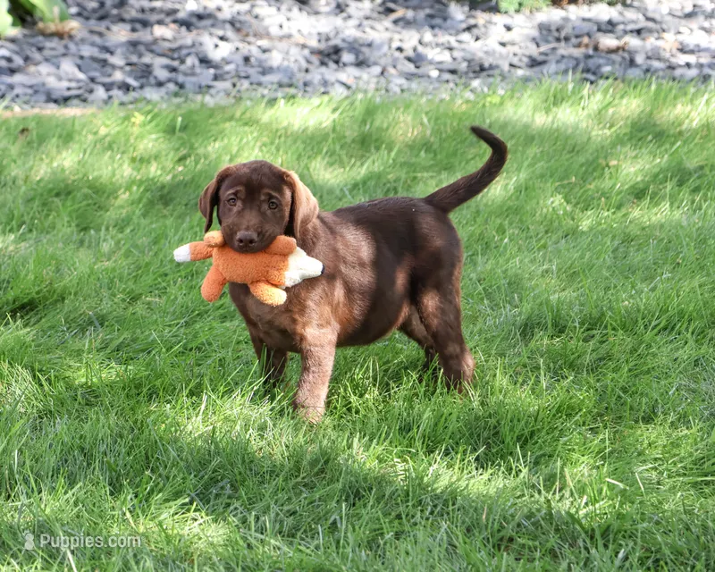 AKC Samuel  – Labrador Retriever puppy for sale in Syracuse, IN
