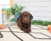 AKC Rafiki , a male Labrador Retriever for sale in Syracuse, IN – 4 of 9