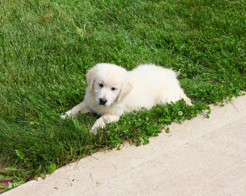 AKC Zachary  – English Cream Golden Retriever puppy for sale in Syracuse, IN