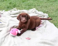 AKC Tootsie , a female Labrador Retriever for sale in Syracuse, IN – 4 of 9