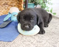 AKC Stanley , a male Labrador Retriever for sale in Syracuse, IN – 3 of 5