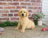 AKC Giana, a female Golden Retriever for sale in Syracuse, IN – 2 of 5