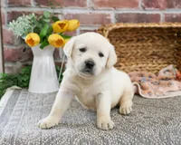 AKC Julian, a male Labrador Retriever for sale in Syracuse, IN – Photo 3 of 7
