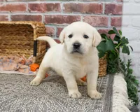 AKC Julian, a male Labrador Retriever for sale in Syracuse, IN – Photo 2 of 7