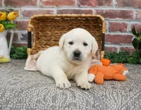 AKC Julian, a male Labrador Retriever for sale in Syracuse, IN – Photo 5 of 7