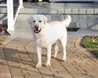 AKC Julian, a male Labrador Retriever for sale in Syracuse, IN – Photo 7 of 7