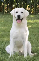 AKC Julian, a male Labrador Retriever for sale in Syracuse, IN – Photo 6 of 7