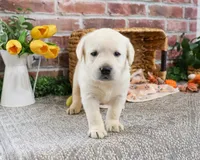 AKC Julian, a male Labrador Retriever for sale in Syracuse, IN – Photo 4 of 7