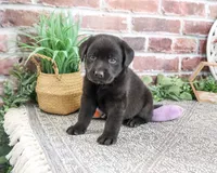 AKC Emilee, a female Labrador Retriever for sale in Syracuse, IN – 3 of 6