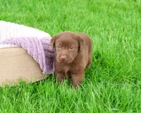 AKC Coco, a female Labrador Retriever for sale in Syracuse, IN – 5 of 8
