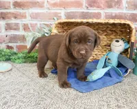 AKC Samuel , a male Labrador Retriever for sale in Syracuse, IN – 5 of 6
