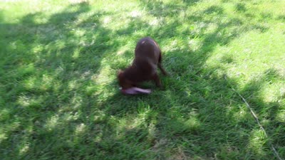 AKC Coco, a female Labrador Retriever for sale in Syracuse, IN – 10 of 10
