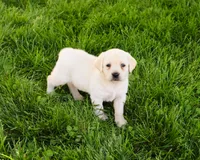 AKC Phineas, a male Labrador Retriever for sale in Syracuse, IN – 3 of 7