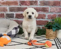AKC Webber, a male Labrador Retriever for sale in Syracuse, IN – 5 of 9