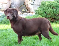 Reba , a female Labrador Retriever for sale in Syracuse, IN – 2 of 2