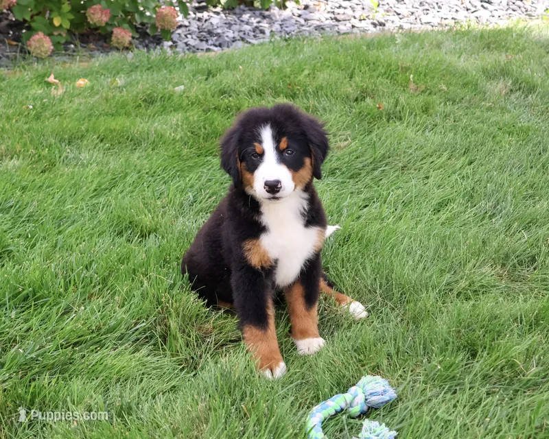 AKC Honor – Bernese Mountain Dog puppy for sale in Syracuse, IN