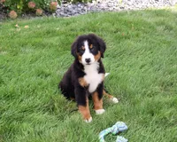 AKC Honor, a male Bernese Mountain Dog for sale in Syracuse, IN – 1 of 10