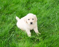 AKC Cecily, a female English Cream Golden Retriever for sale in Syracuse, IN – 2 of 8