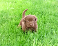 AKC Myra , a female Labrador Retriever for sale in Syracuse, IN – 4 of 8