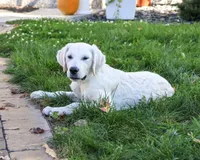 AKC Tallulah, a female English Cream Golden Retriever for sale in Syracuse, IN – 2 of 10