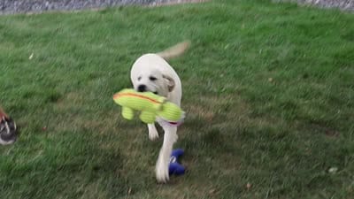 AKC Percival , a male Labrador Retriever for sale in Syracuse, IN – 4 of 10