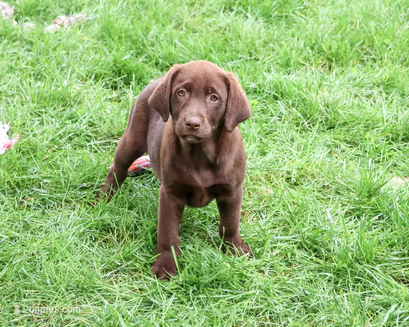AKC Mirabel – Labrador Retriever puppy for sale in Syracuse, IN