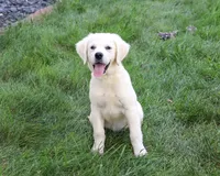 AKC Tori, a female English Cream Golden Retriever for sale in Syracuse, IN – 6 of 10