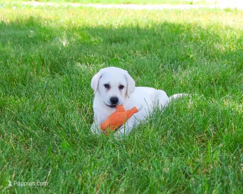 AKC Percival  – Labrador Retriever puppy for sale in Syracuse, IN