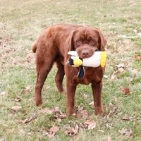 AKC Bruno , a male Labrador Retriever for sale in Syracuse, IN – Photo 1 of 9