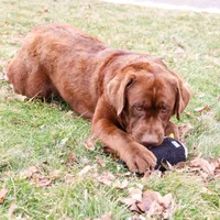 AKC Bruno , a male Labrador Retriever for sale in Syracuse, IN – Photo 7 of 9