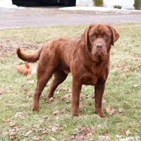 AKC Bruno , a male Labrador Retriever for sale in Syracuse, IN – Photo 6 of 9