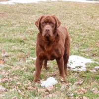 AKC Bruno , a male Labrador Retriever for sale in Syracuse, IN – Photo 5 of 9