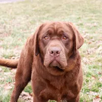 AKC Bruno , a male Labrador Retriever for sale in Syracuse, IN – Photo 2 of 9