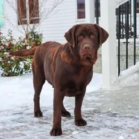 AKC Bruno , a male Labrador Retriever for sale in Syracuse, IN – Photo 8 of 9