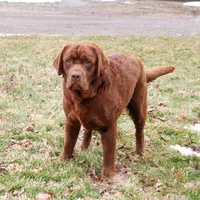 AKC Bruno , a male Labrador Retriever for sale in Syracuse, IN – Photo 3 of 9