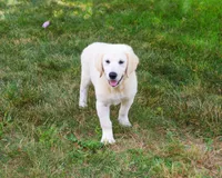 AKC Cecily, a female English Cream Golden Retriever for sale in Syracuse, IN – 3 of 10