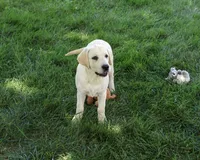 AKC Phineas, a male Labrador Retriever for sale in Syracuse, IN – 3 of 9