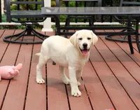 AKC Vidia, a female Labrador Retriever for sale in Syracuse, IN – 2 of 9