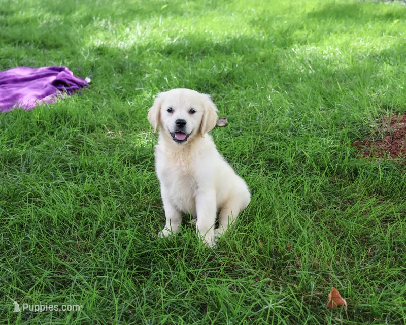 AKC Twinkle – English Cream Golden Retriever puppy for sale in Syracuse, IN