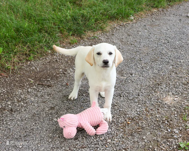 AKC Whitney – Labrador Retriever puppy for sale in Syracuse, IN